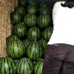 河北唐山玉田甜王西瓜 华欣 京欣主流西瓜大量供应