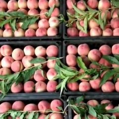 运城春美毛桃大量上市价格便宜了