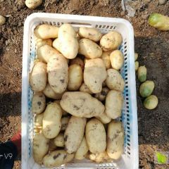 平度 荷兰十五土豆