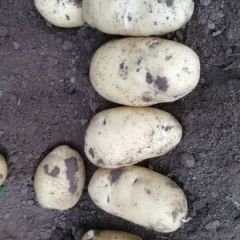 山东平度荷兰十五土豆