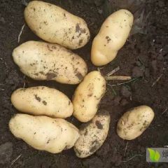 平度土豆大量上市