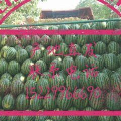 陕西陆地精品西瓜甜蜜蜜