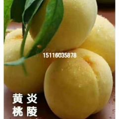 炎陵高山优质黄桃