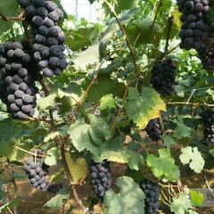 辽南巨峰葡萄大量上市