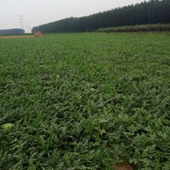 好吃不贵，来日方长