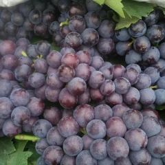 大量供应精品巨峰葡萄