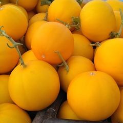 山东莘县洋香瓜生产基地