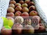 饶阳蜜桃大量上市