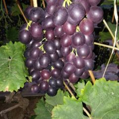 寿光大棚葡萄大量上市