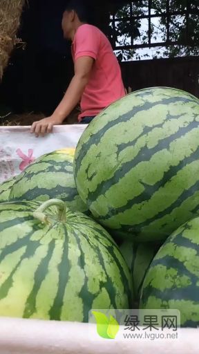 麒麟西瓜价格