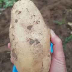 河北省石家庄新乐市荷兰十五土豆大量上市了