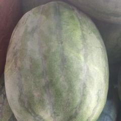 龙卷风西瓜已经成熟正在上市欢迎广大客商前来采购