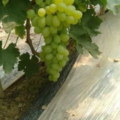 河北饶阳诚信葡萄代办