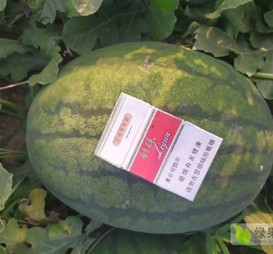 冠龙价格