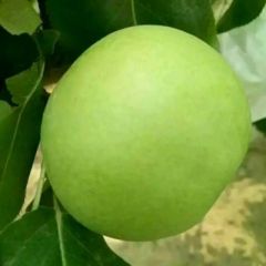大量供货绿宝石梨