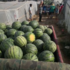河北西瓜，保定清苑沙地西瓜，大量上市。