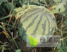 8424/绿宝 西瓜代办，代发一条龙