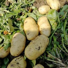 供应平度市南村镇荷兰十五