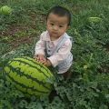 专业销售正宗宁夏硒砂瓜