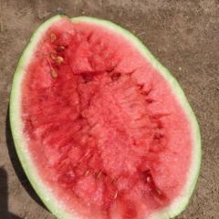 靖远硒砂瓜（金花一号，金城5号）