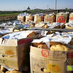 河北邢台千亩优质土豆每年5-8月份供应代收代办