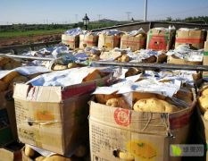 河北邢台千亩优质土豆每年5-8月份供应代收代办