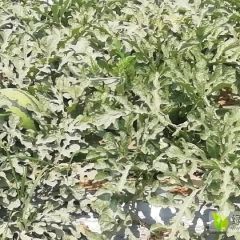 清苑三米西瓜销售进行中……