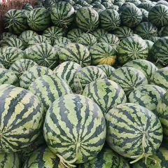 2019诚信代办代发河南开封西瓜