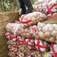 河北玉田土豆早大白荷兰土豆地膜拱棚陆续上市黑土