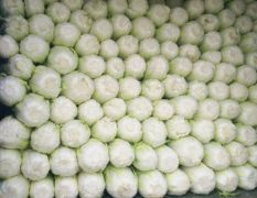 秋宝白菜价格下滑，各种蔬菜大量上市。欢迎采购