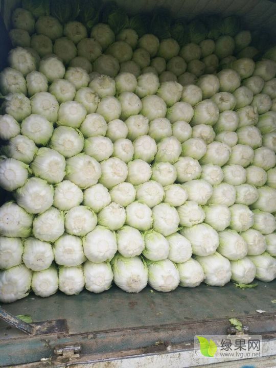 2018年山东平度秋宝白菜价格