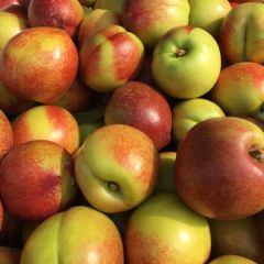 大量油桃急待销售，敬请助销