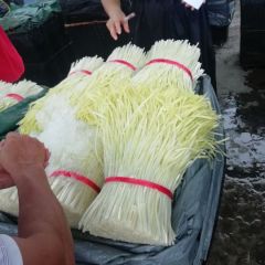 广东精品韭黄