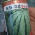 耐裂早佳8424自种，7000斤左右
