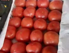 【西红柿】日供百吨，发往全国各地