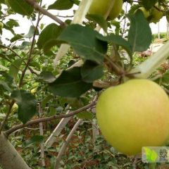 晨阳青苹果55起步