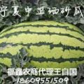 宁夏中卫市沙坡头区硒砂瓜和各品种系列西瓜陆续大量成熟上市