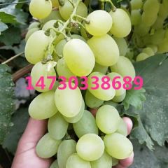 维多利亚葡萄产地直供大量上市