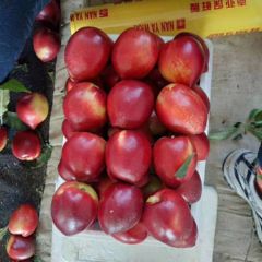 油桃大王 精品果 13466949561