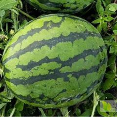 陕西蒲城--好品质个大甜王，金城西瓜