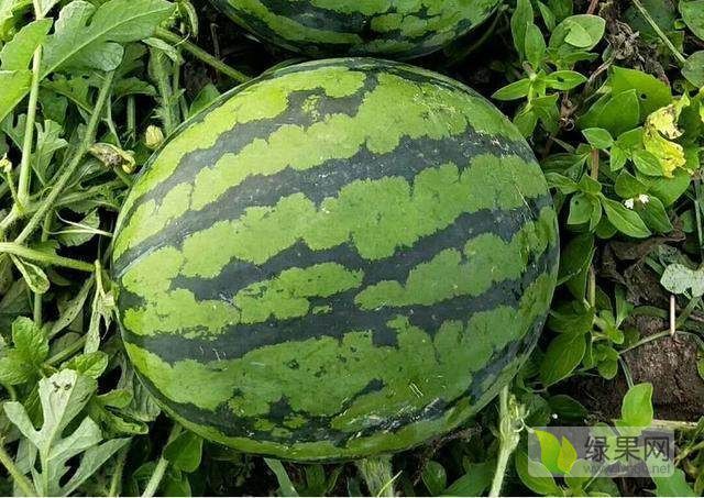 金城5号价格