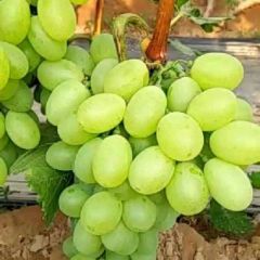 我是水果代办，主要葡萄，桃西瓜，