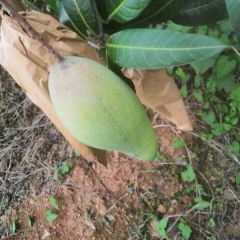 大量供应金皇芒果