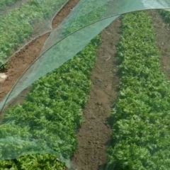 2019年河北沽源县苦菊等各种蔬菜大量供货