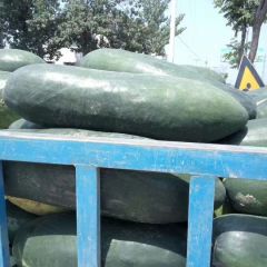 优质黑皮冬瓜大量上市。