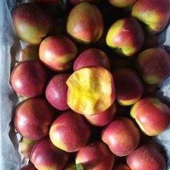 油桃中油四号黄肉