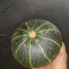 南宝粟，甘粟 瓜上市，面甜软糯。