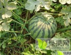 供应 8424/春光62 西瓜代办，代发一条龙