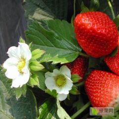 2019隋珠草莓苗大量批发 价格低 品质优