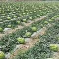 金城5号10万亩西瓜，沙漠一号5万亩